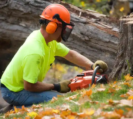 tree services North Royalton